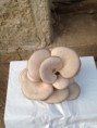 Csokros laskagomba 700Ft/kg